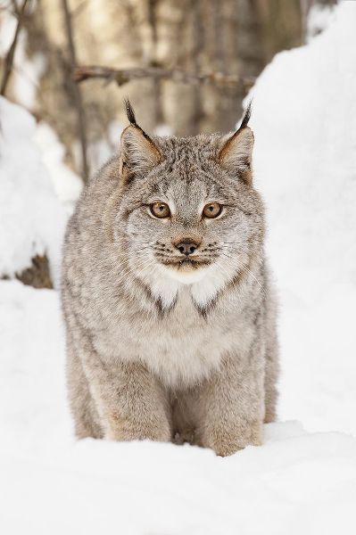 Canada lynx in winter-Lynx canadensis-controlled situation